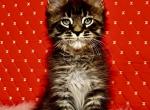 Eros - Maine Coon Kitten For Sale - 