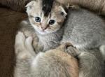 Artie - Scottish Fold Kitten For Sale - 