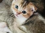 Alex - Scottish Fold Kitten For Sale - 