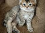 Angus - British Shorthair Kitten For Sale - 