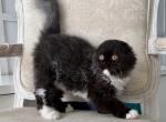 Scottish Fold Black & White Female - Scottish Fold Kitten For Sale - Orlando, FL, US