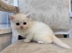 British Shorthair White Color Point Male - British Shorthair Kitten For Sale - Orlando, FL, US