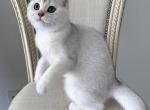 British Shorthair Silver Chinchilla  Male - British Shorthair Kitten For Sale - Orlando, FL, US