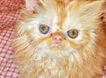 Grace Extreme Red Tabby Persian Female CPC Profile