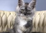Maine Coon EZ Persia Profile