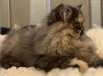 Mocha tortoiseshell persian Profile