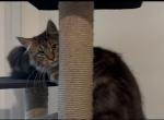 Thor Profile