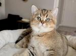 Scottish straight male kitten golden shaded Profile