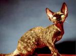 Devon Rex with breeding rights Profile