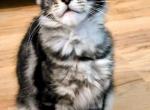 Mimosa Black Silver Tabby Profile