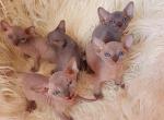 Canadian Sphynx Kittens Profile