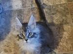 Silver male Maine Coon Profile