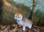 Watson golden shell ny 12 scottish fold boy Profile