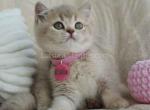 Rivka lilac ticked british shorthair baby girl Profile