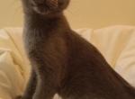 Russian Blue Siamese  Hybrid Profile