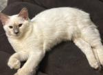Lilac Point Male  Light Blue Collar Profile