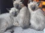 Chanels babys Profile