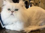Sire and Dam of Christmas Persian Babies Profile