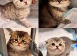 Cute Scottish Straight and Fold Kittens Profile