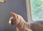 Hairless Sphynx Profile