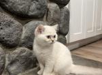 British Short Hair Kittens Profile