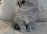 Silver chinchilla male fold Profile