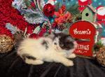 Duchess litter Profile