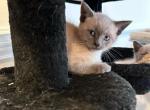 Siamese Kitty Litter Profile