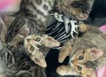 Rascals Profile