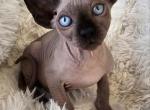 Sphynx Boys and Girls TICA Ready to go home Profile