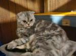 Taffy Scottish fold x selkirk rex Profile