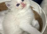 Christmas kitties Can leave Christmas Eve Profile