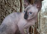 DEET Dynasty Cattery Profile