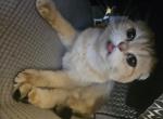 Scottish fold Profile