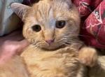 Orange British Shorthair Kitten Profile