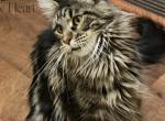 Fleur Maine Coon Tabby Profile