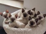 Christmas babies Lilac Siamese Profile