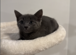 New Litter Russian Blue Kittens Profile