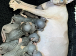 Pregnant Eld Sphynx Profile