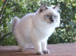 Sofia Ragdoll Kitten Blue Lilac Colorpoint Profile