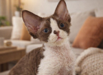 Devon Rex Chocolate with White Profile
