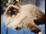 Ragdoll Charlie Profile