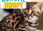 Exquisite Bengal Kittens Profile