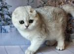 Dolly silver shaded scottish fold baby girl Profile