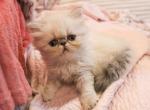 Lilac Pointed Himalayan Persian Profile