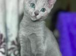 Russian Blue 1 23 Profile