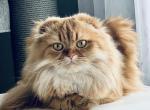 Scottish  longhair Profile
