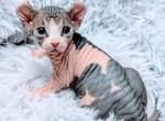 Elf Sphynx Kittens Profile