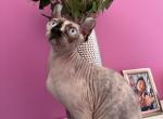Sphynx Elf female Seal point blue eyes Profile