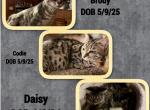 Genetta Bengal And Munchkin Cross Profile